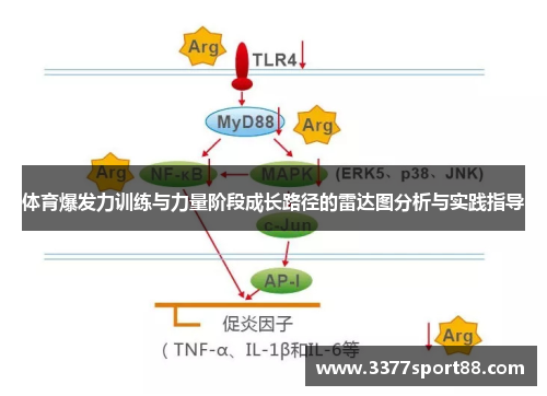 体育爆发力训练与力量阶段成长路径的雷达图分析与实践指导